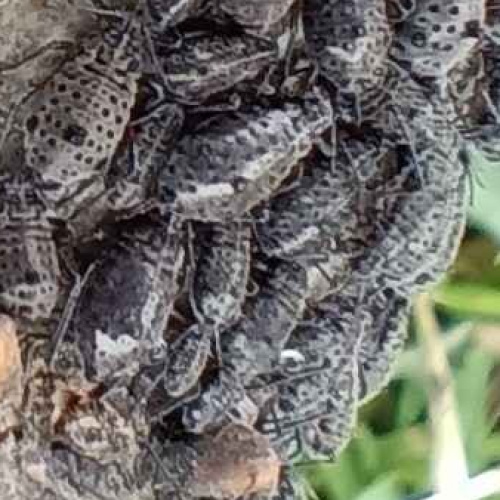 Giant Willow Aphid Tuberolachnus salignus