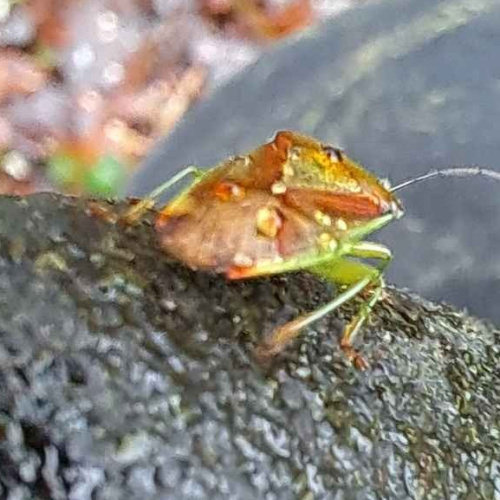 Birch Shieldbug Elasmostethus interstinctus