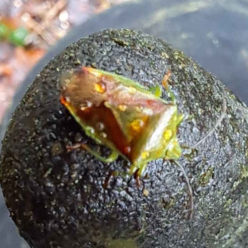 Birch Shieldbug Elasmostethus interstinctus