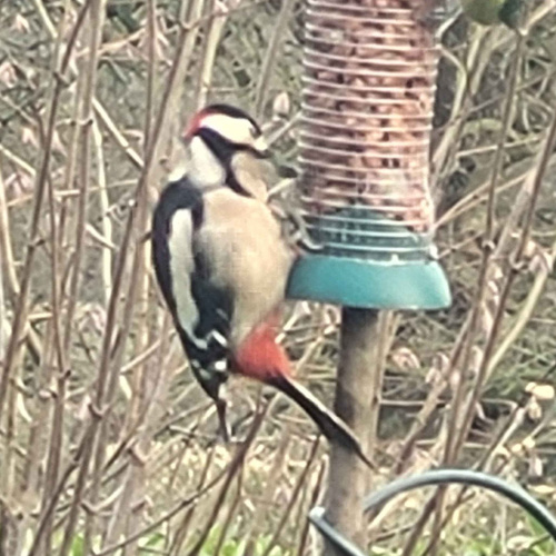 Great Spotted Woodpecker Dendrocopos major