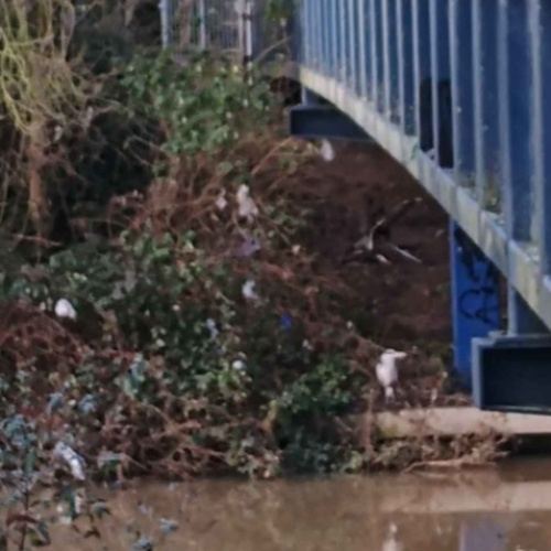 Grey Heron Ardea cinerea