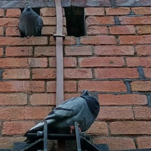 Rock Dove Columba livia