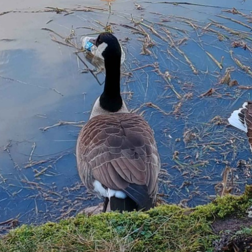 Canada Goose Branta canadensis