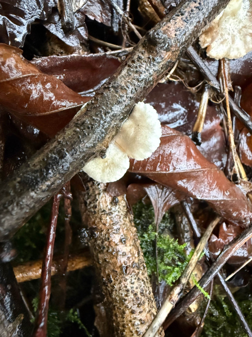 Oysterling Crepidotus