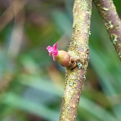 Hazel Corylus avellana
