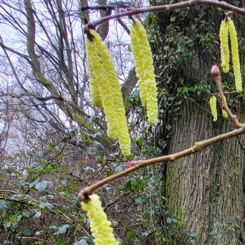 Hazel Corylus avellana