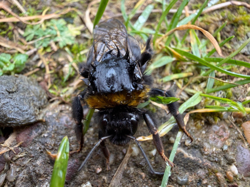 Buff-tailed Bumblebee Bombus terrestris