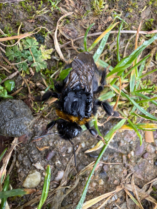 Buff-tailed Bumblebee Bombus terrestris