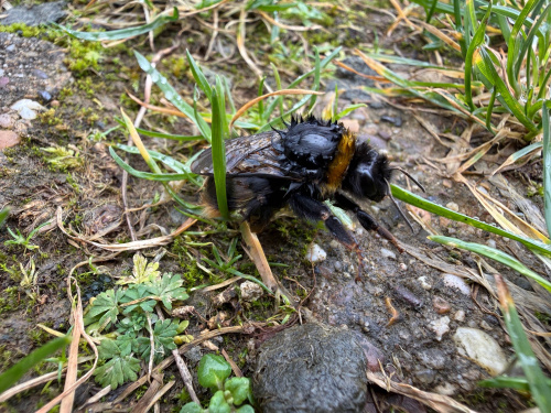 Buff-tailed Bumblebee Bombus terrestris