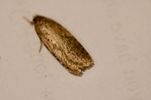  Agonopterix heracliana agg.