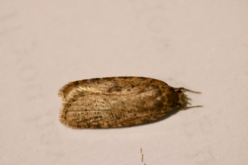 Agonopterix heracliana agg.