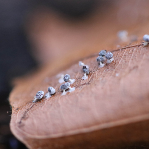  Didymium squamulosum