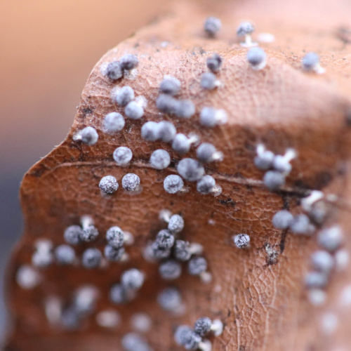  Didymium squamulosum