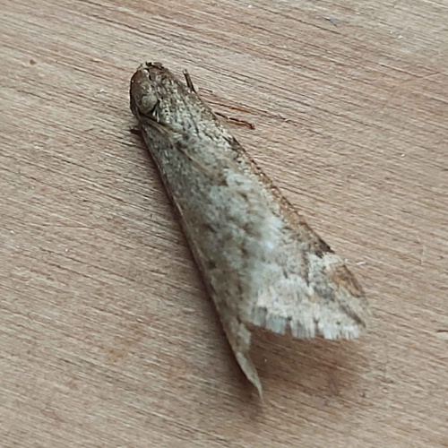 March Moth Alsophila aescularia