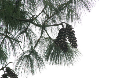 Bhutan Pine Pinus wallichiana