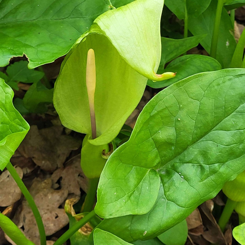 Lords-and-Ladies Arum maculatum