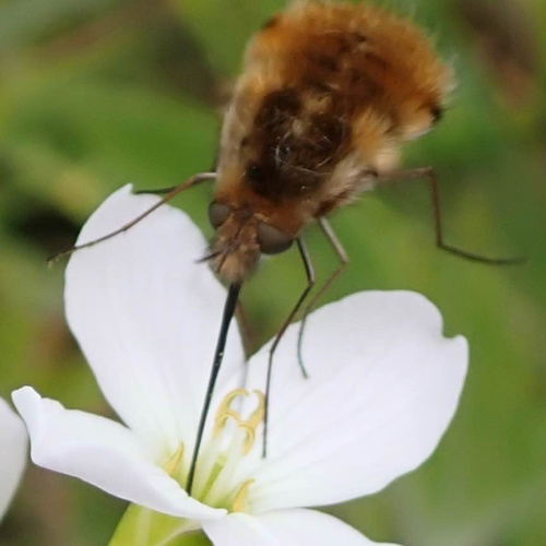 Dark-edged Bee-fly Bombylius major