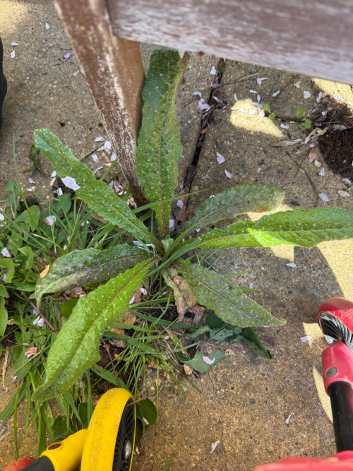 Bristly Oxtongue Picris echioides