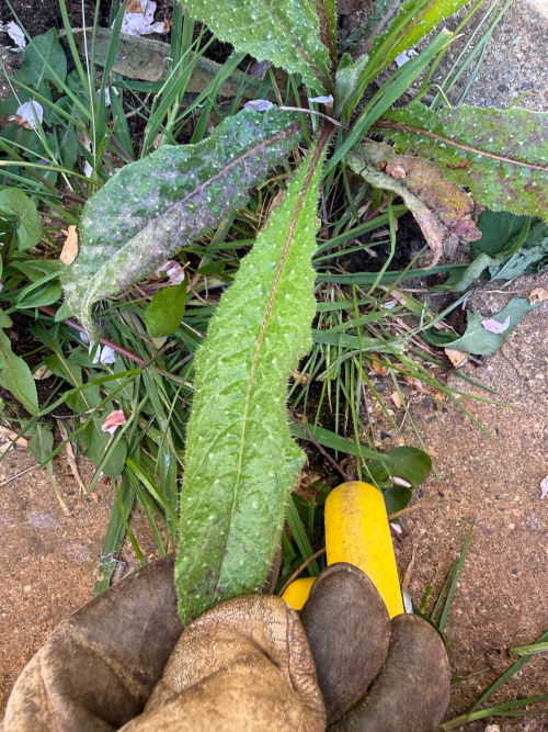 Bristly Oxtongue Picris echioides