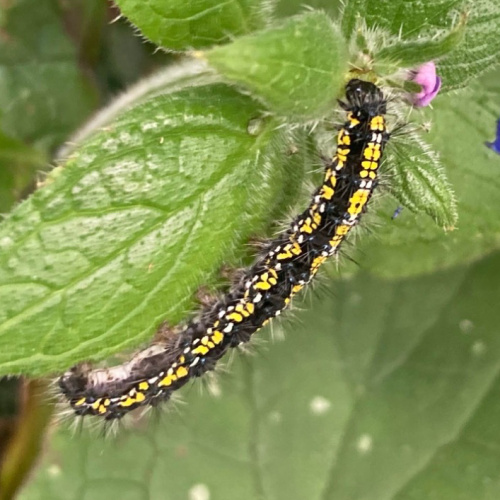 Scarlet Tiger Callimorpha dominula