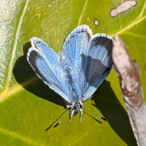 Holly Blue Celastrina argiolus
