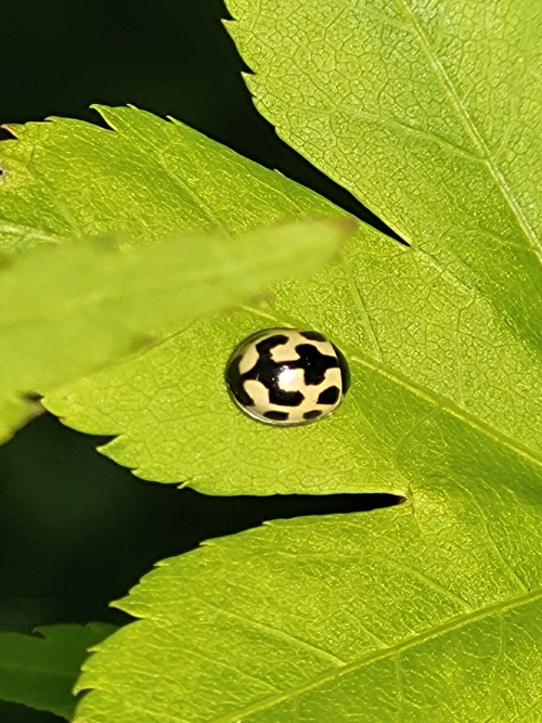 14-spot Ladybird Propylea quattuordecimpunctata