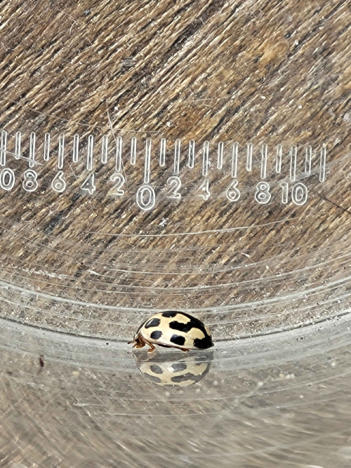 14-spot Ladybird Propylea quattuordecimpunctata