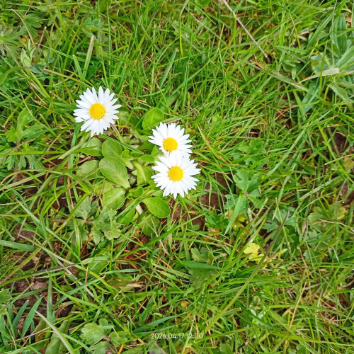 Daisy Bellis perennis