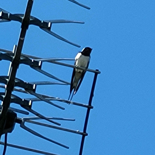 Swallow Hirundo rustica