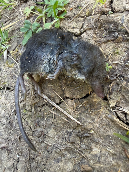 Eurasian Common Shrew Sorex araneus