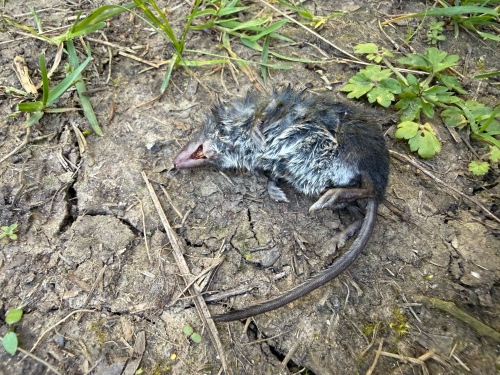 Eurasian Common Shrew Sorex araneus