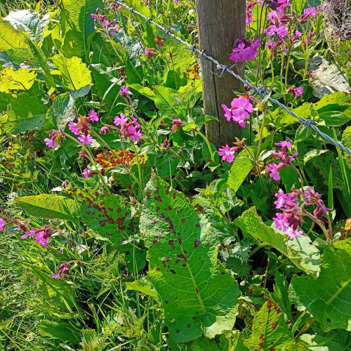 Red Campion Silene dioica