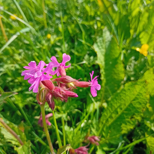Red Campion Silene dioica
