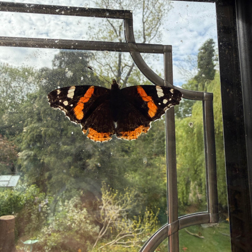 Red Admiral Vanessa atalanta