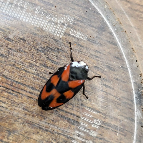  Cercopis vulnerata