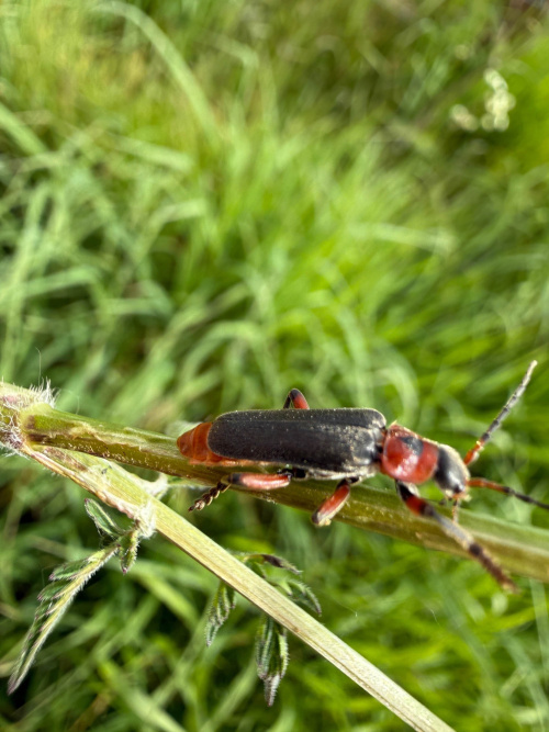  Cantharis rustica