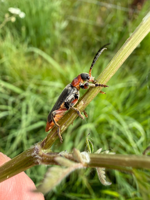  Cantharis rustica