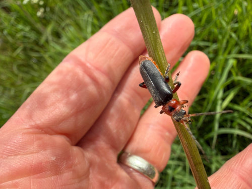  Cantharis rustica