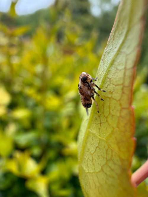  Issus coleoptratus