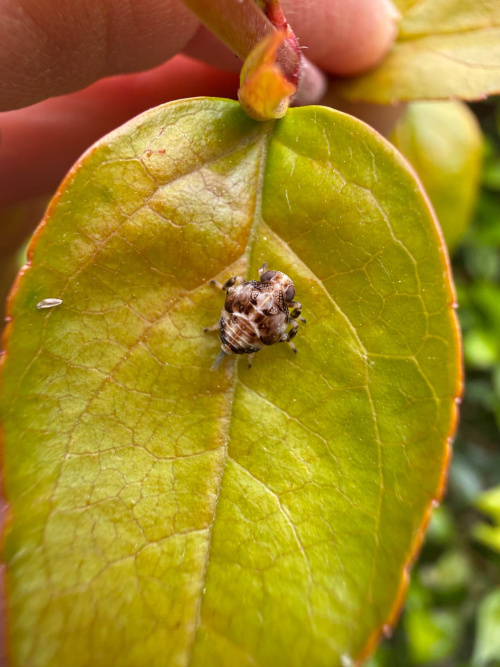  Issus coleoptratus