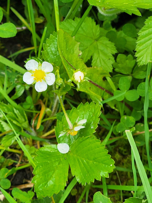 Wild Strawberry | NatureSpot