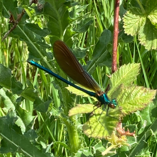 Beautiful Demoiselle Calopteryx virgo