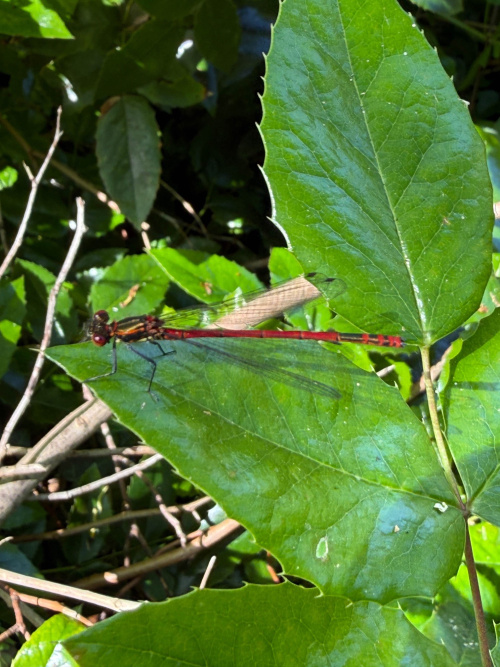 Large Red Damselfly Pyrrhosoma nymphula