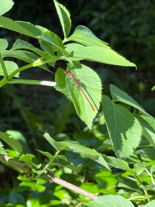 Large Red Damselfly Pyrrhosoma nymphula