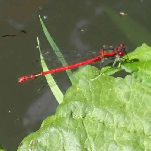 Large Red Damselfly Pyrrhosoma nymphula