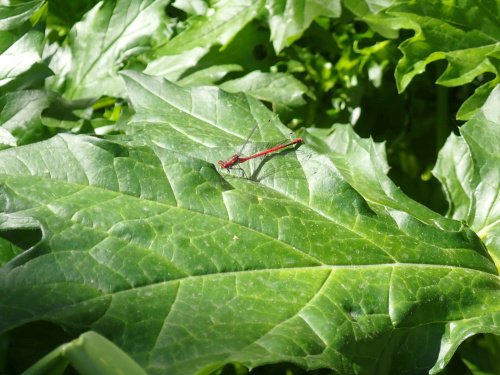 Large Red Damselfly Pyrrhosoma nymphula