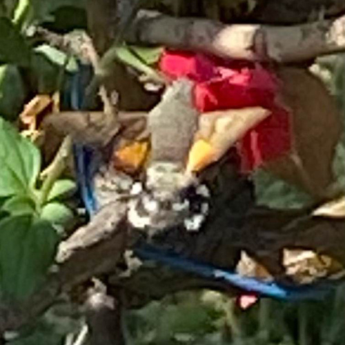 Humming-bird Hawk-moth Macroglossum stellatarum