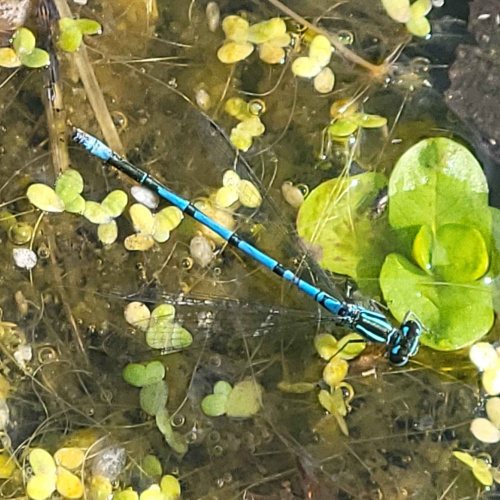 Azure Damselfly Coenagrion puella