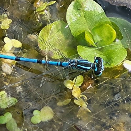 Azure Damselfly Coenagrion puella