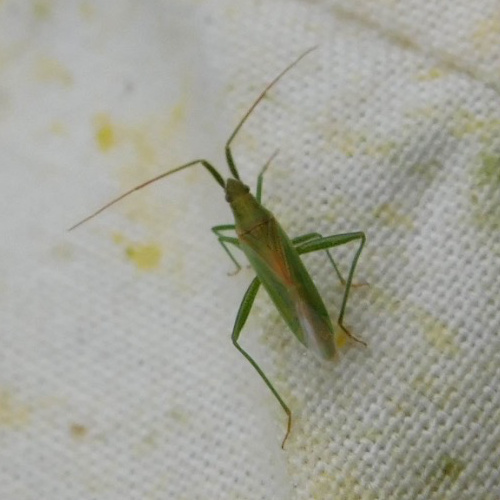  Stenodema (Stenodema) laevigata